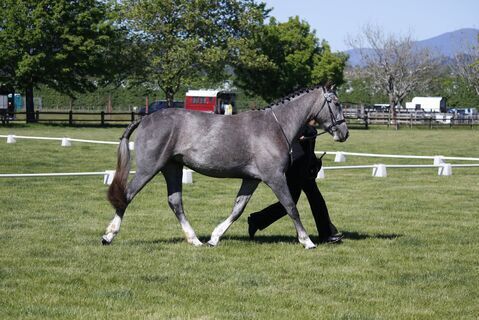 Feeding Accessories | Healthy Horses Inside Out